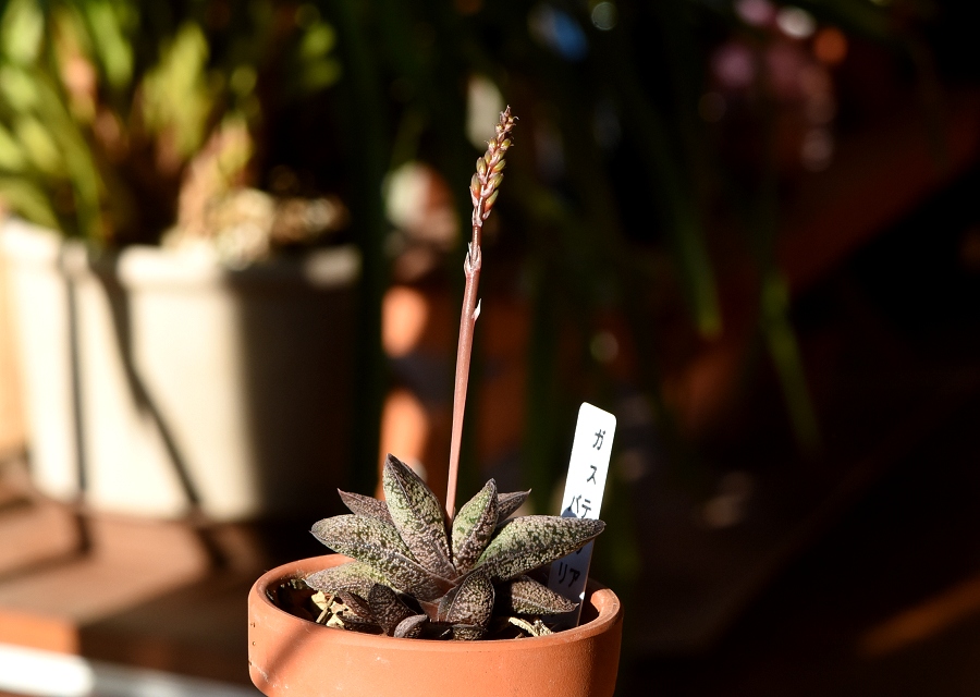 ԌsLт Gasteria