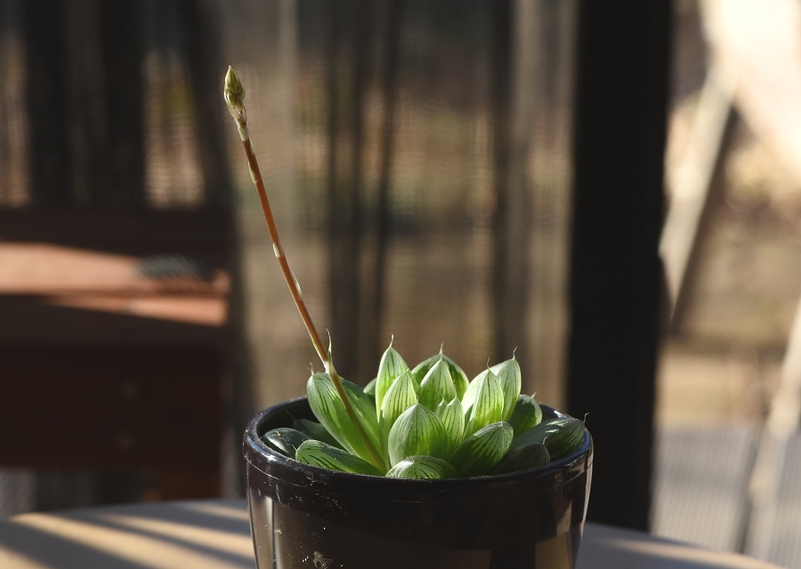 ԌsLт Haworthia