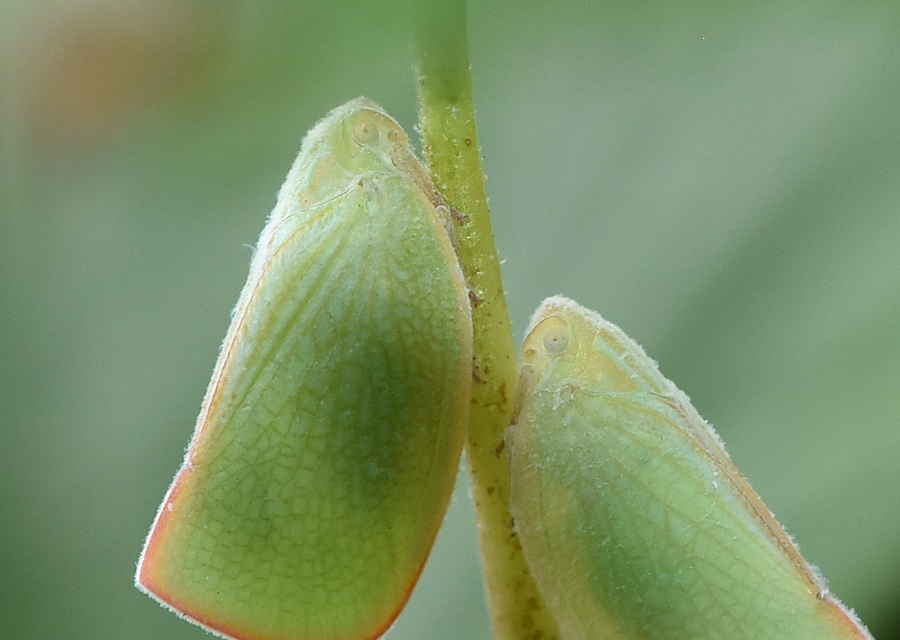 muhEɂAIonS