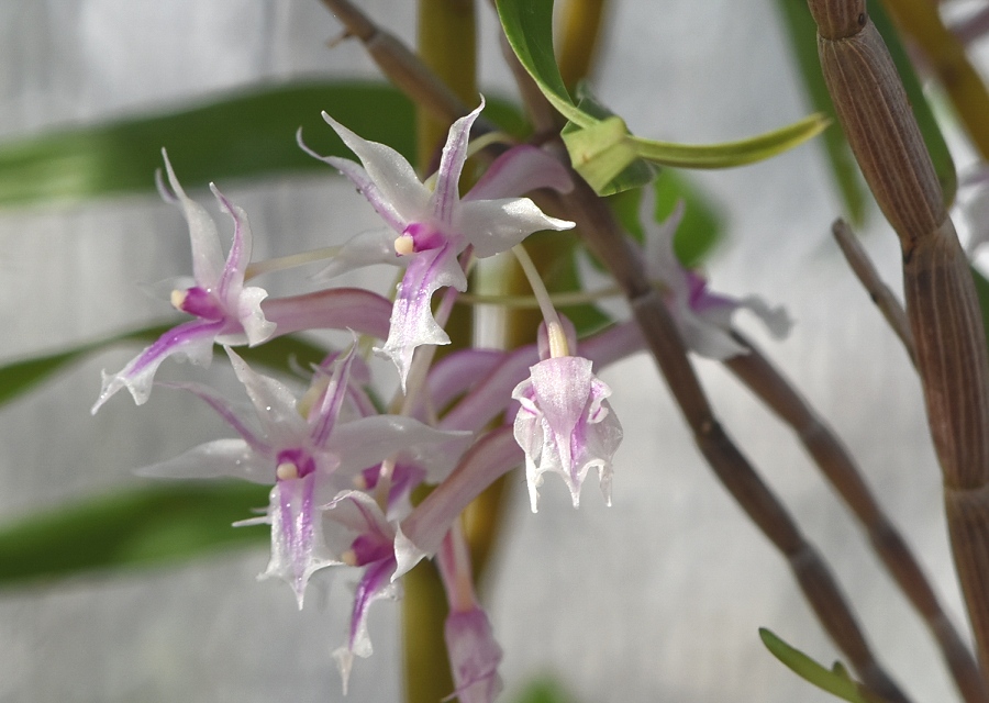 Dendrobium rantii
