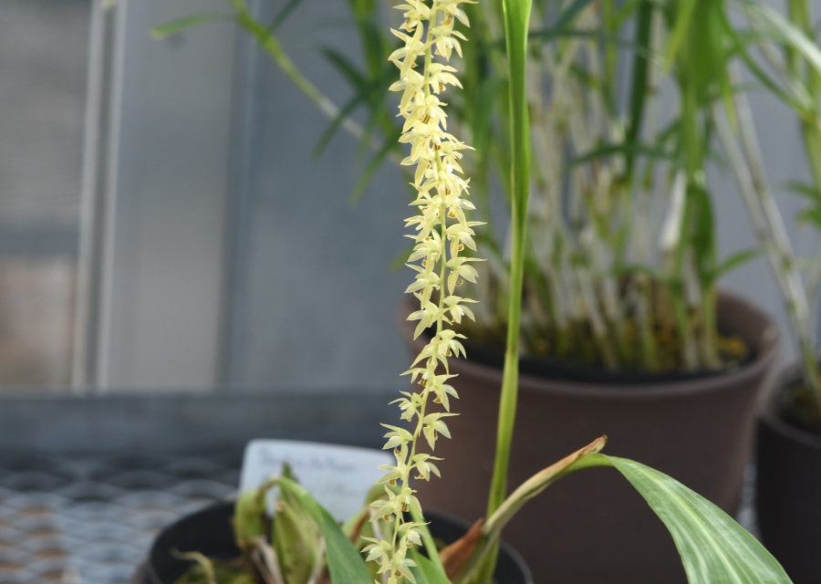 Dendrochilum longifolium