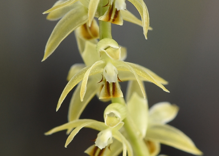 Dendrochilum longifolium