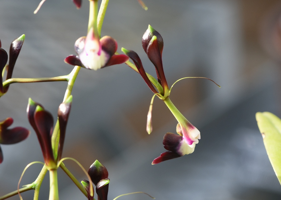 Epidendrum melanoporphyreum