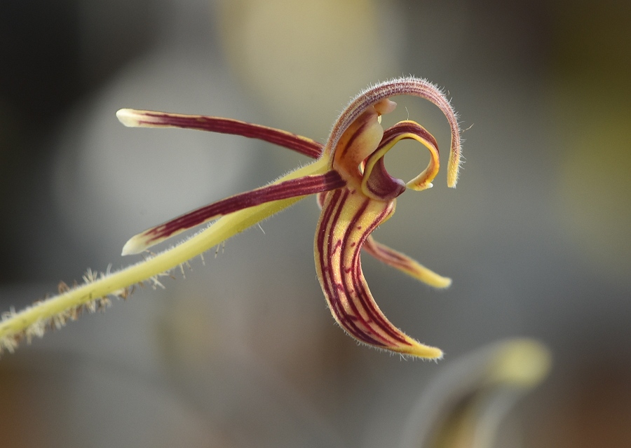 Eriodes barbata