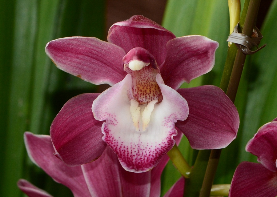 Cymbidium ͔|i