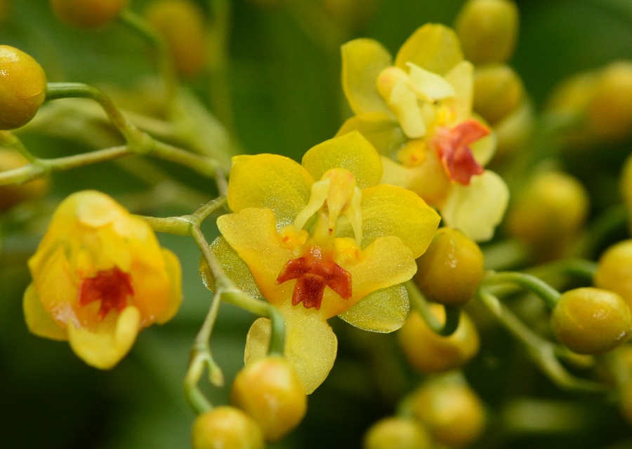 Oncidium ͔|i