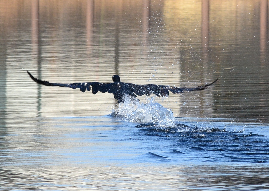 ʂїJE