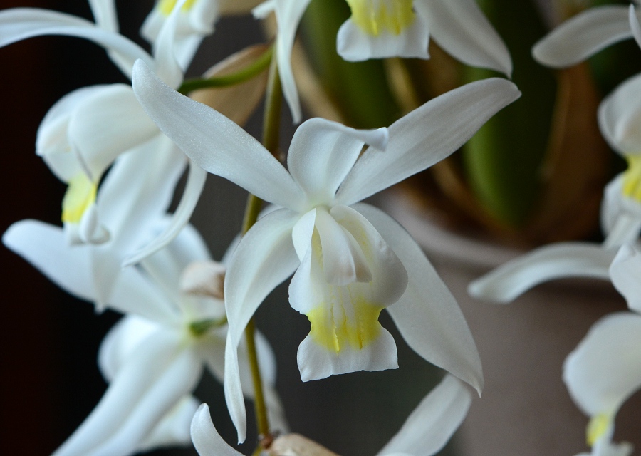 Coelogyne ̉|i