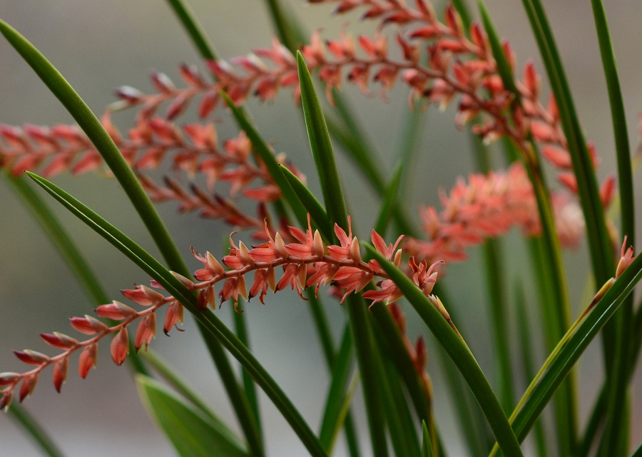 Dendrochilum wenzelii