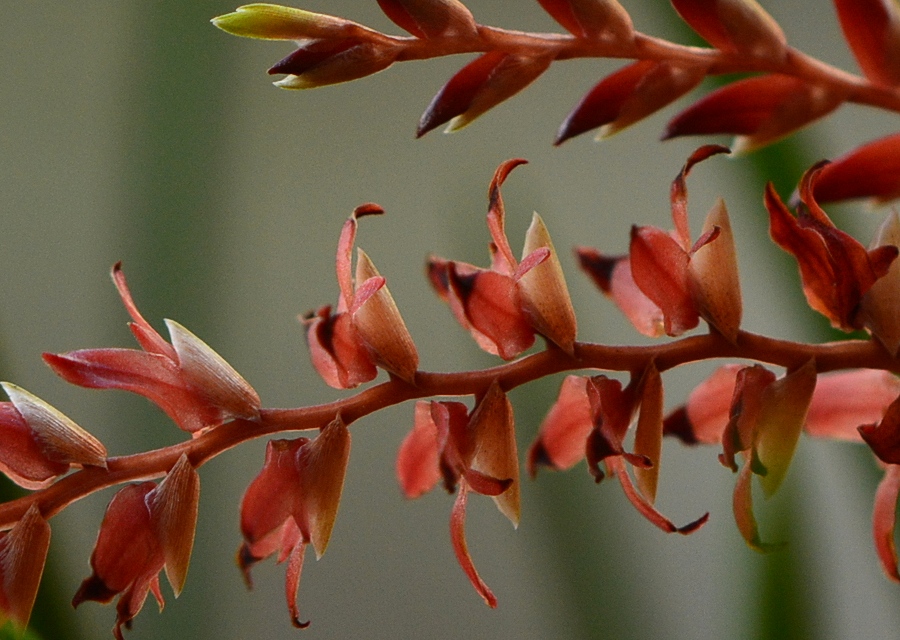 Dendrochilum wenzelii