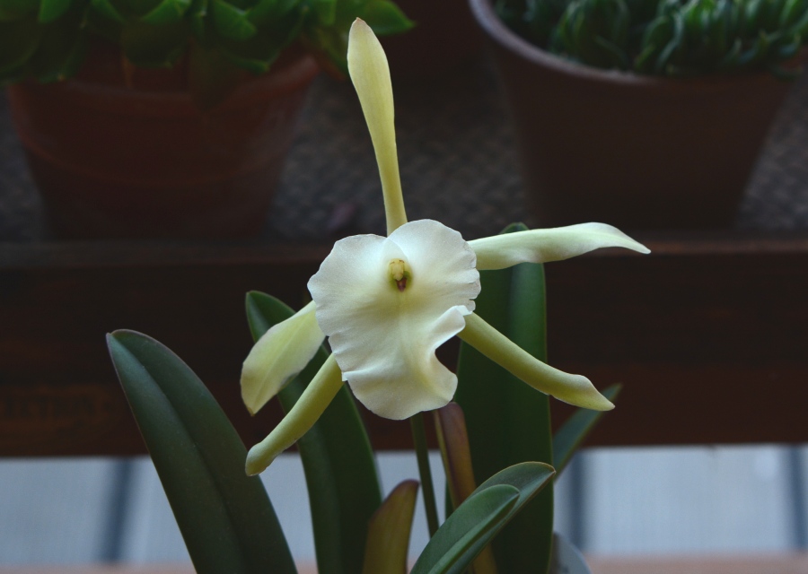 Rhyncholaelia glauca