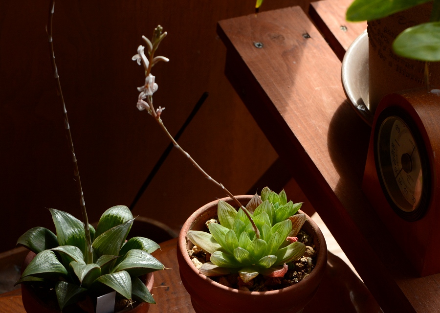 A Haworthia ̔Q