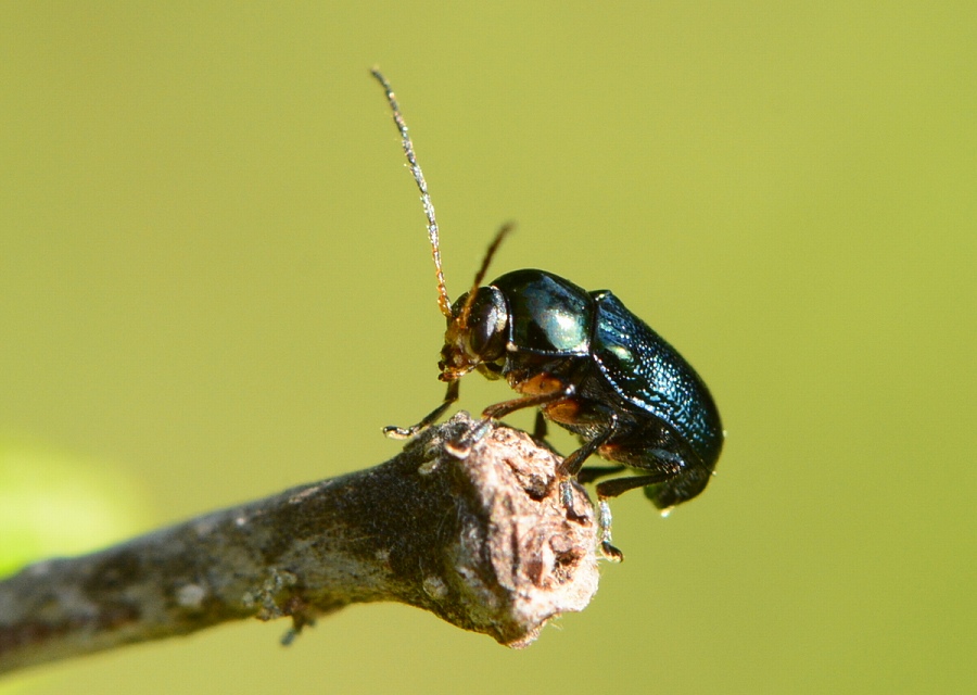 Cryptocephalus_approximatus_1.jpg