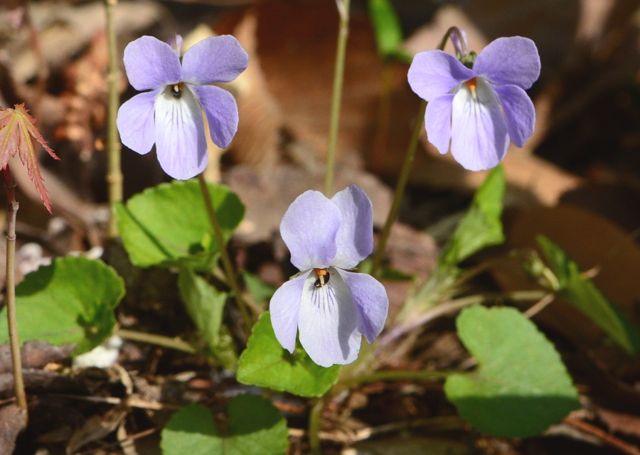 Viola_grypoceras_1.jpg