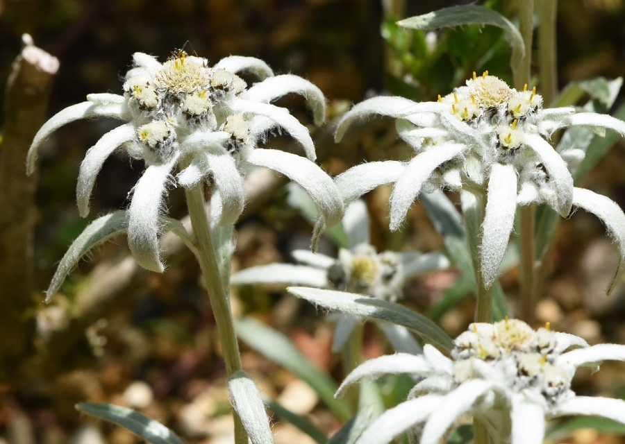 Leontopodium hayachinense