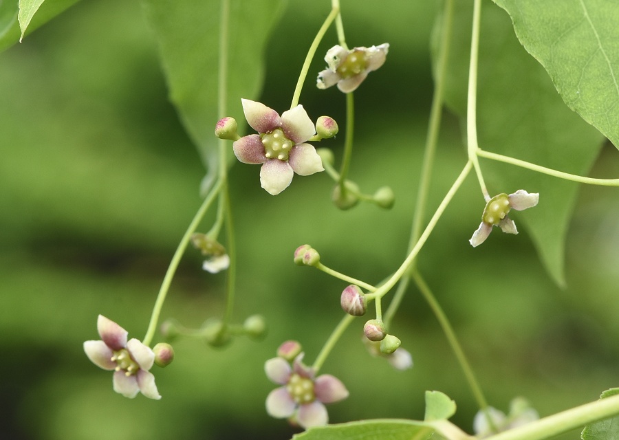 coỉ