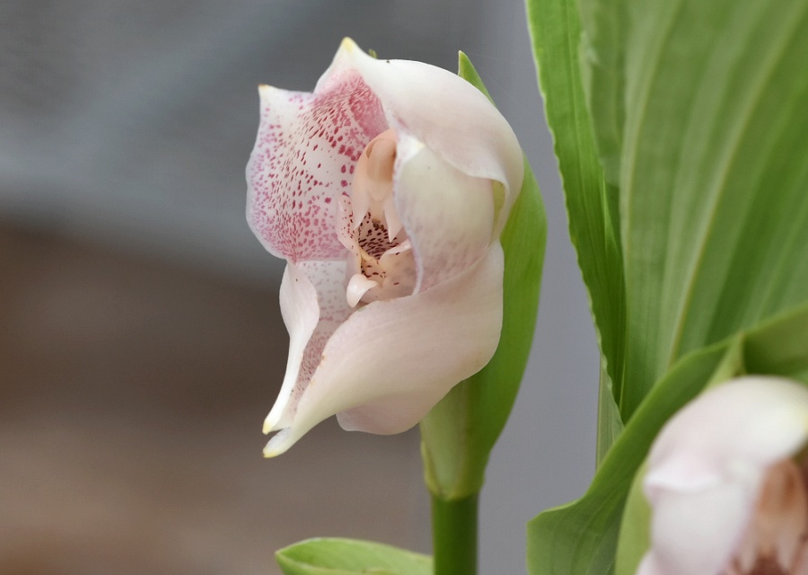 Anguloa virginalis