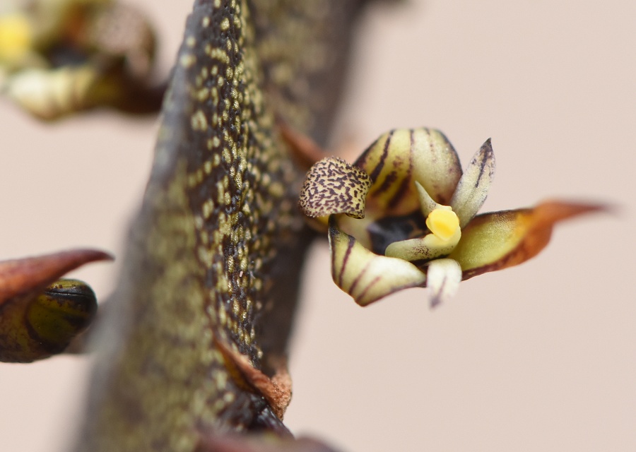 Bulbophyllum ̂P