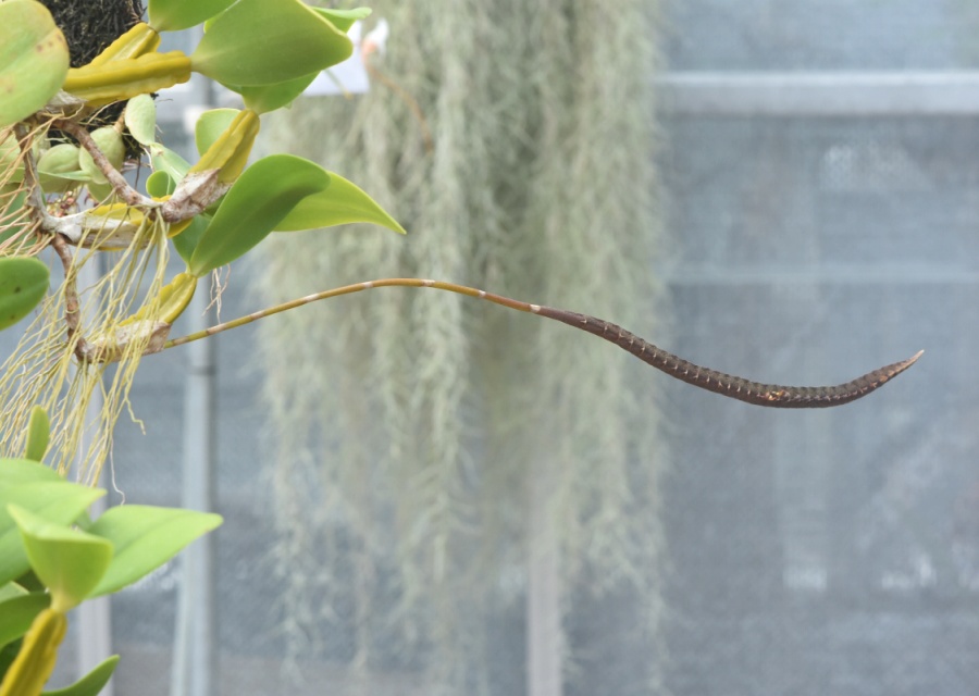 Bulbophyllum ̂P