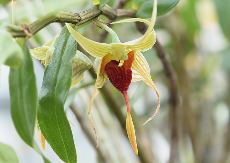 Dendrobium tobaense