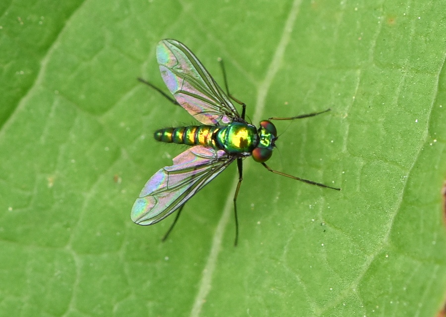 AViKoĜP