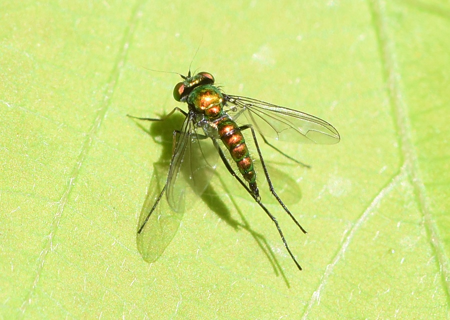 AViKoĜP