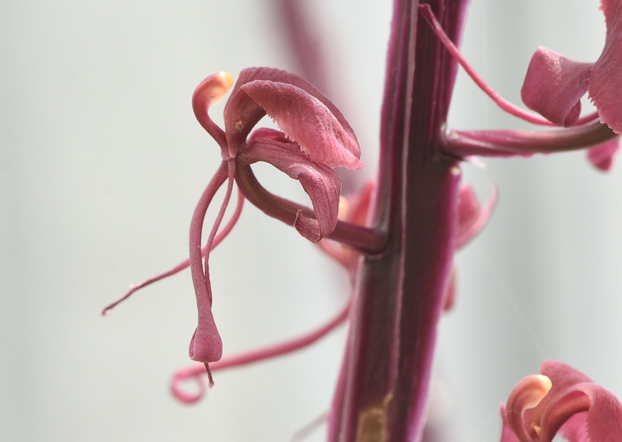 Liparis gigantea