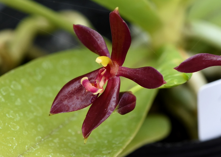 Phalenopsis cornu-cervi