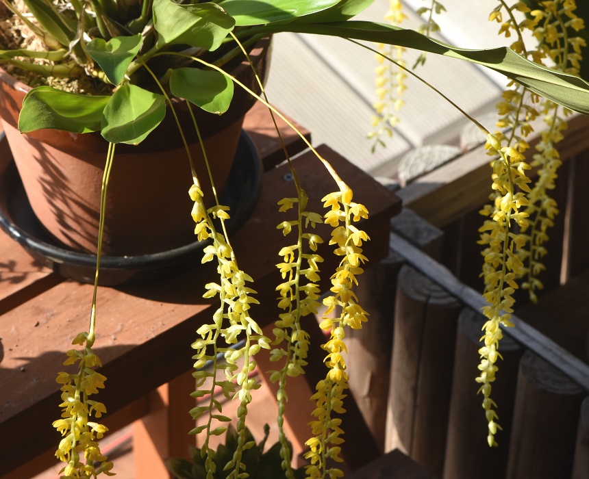 <i>Dendrochilum</i>1