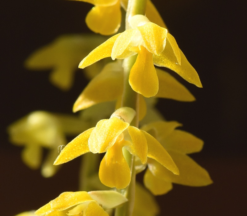 <i>Dendrochilum</i>1