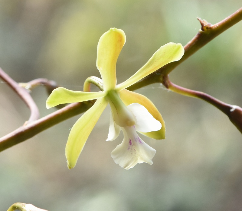 Encyclia ̂P