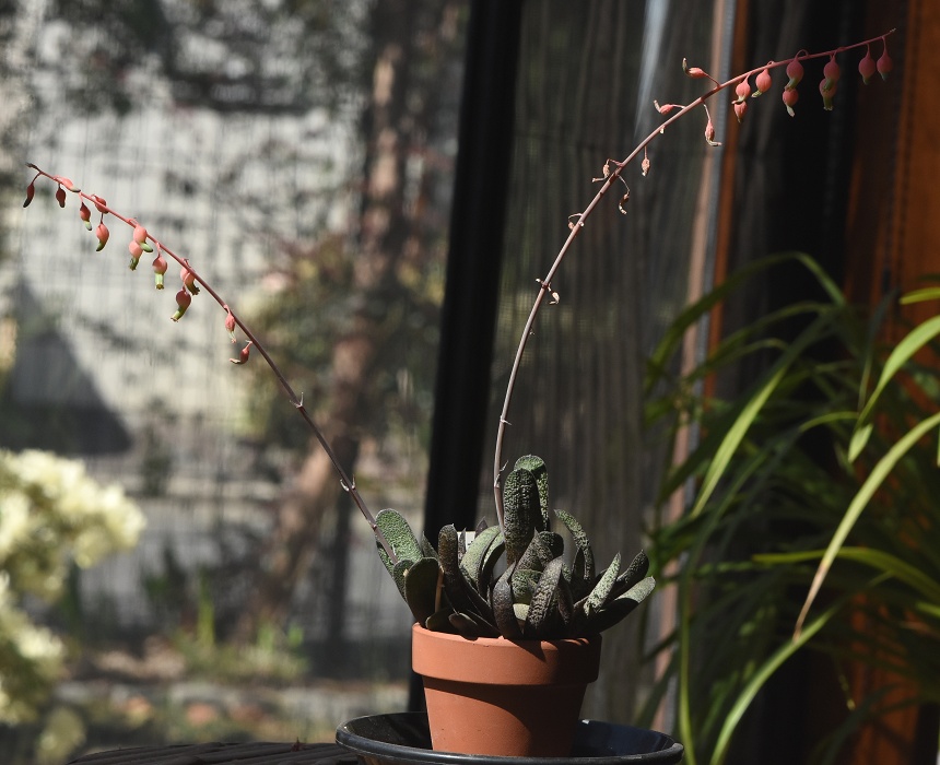 Gasteria ̂P