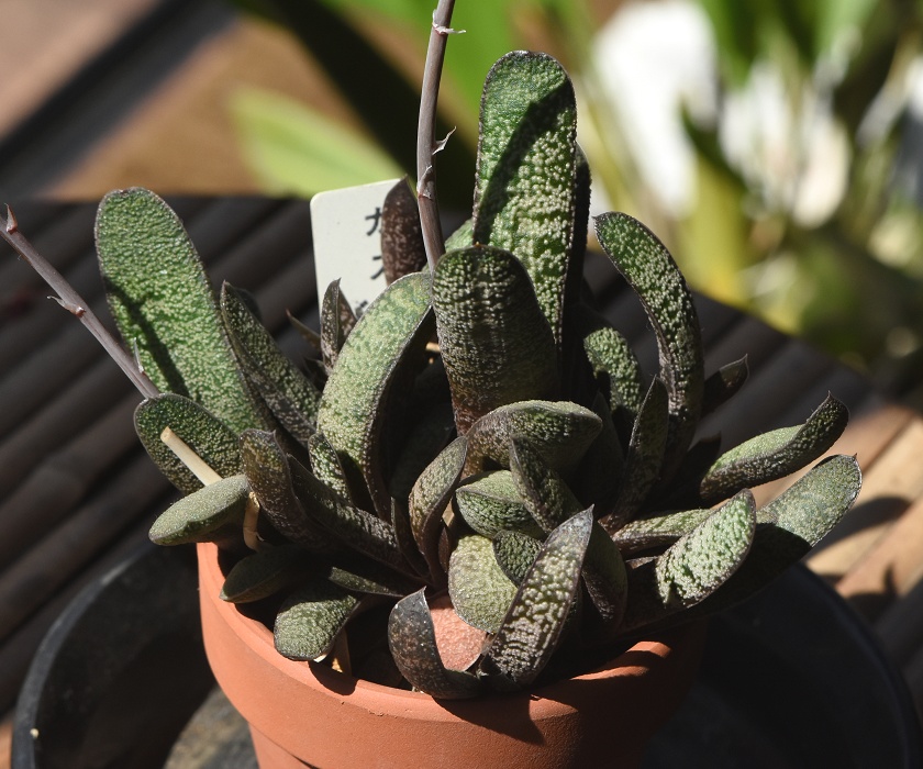 Gasteria ̂P