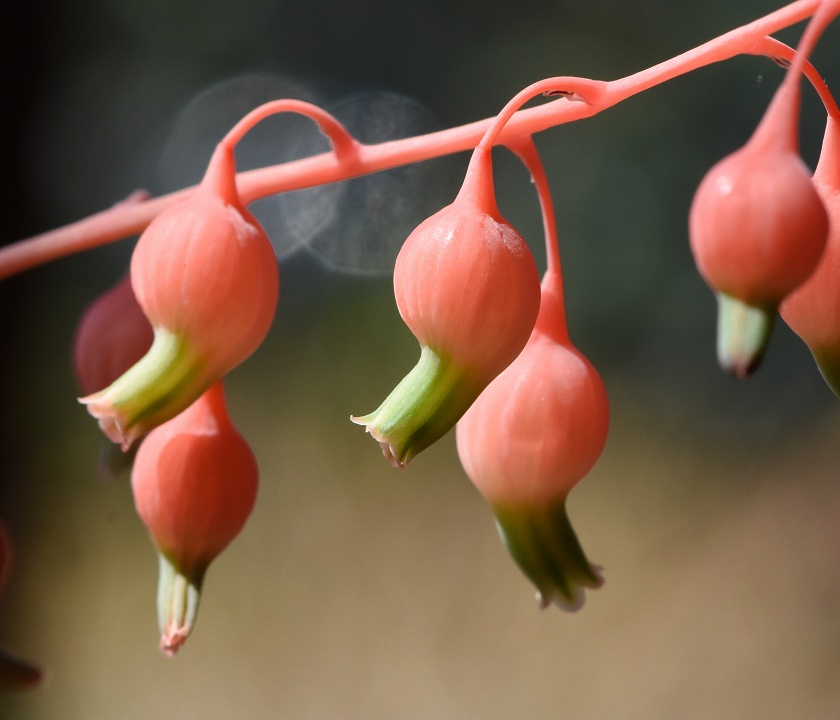 Gasteria ̂P