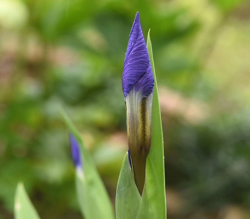 C`nĉڂ