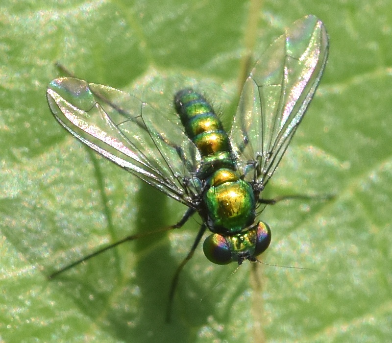 AViKoĜP