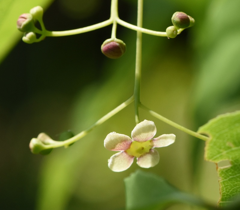 coỉ