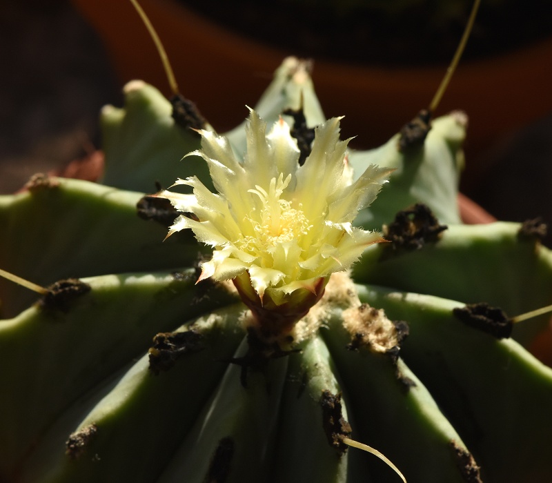 Ferocactus glaucescens