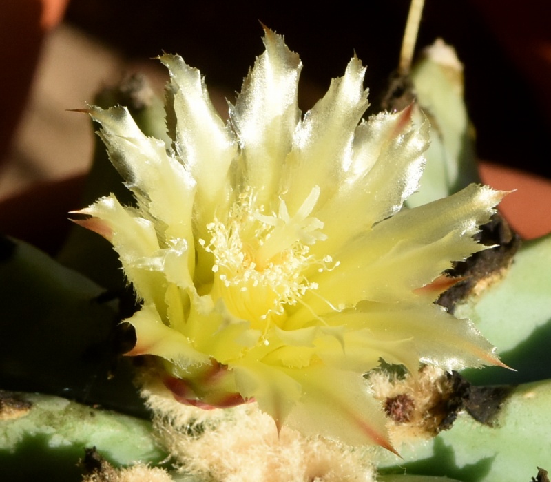 Ferocactus glaucescens