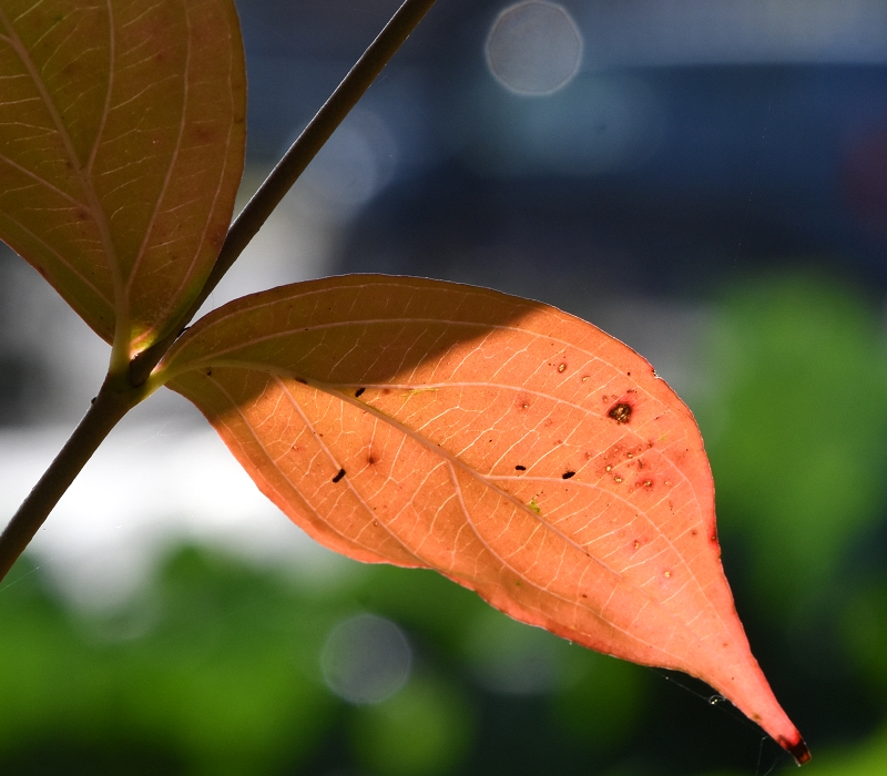 ヤマボウシの紅葉