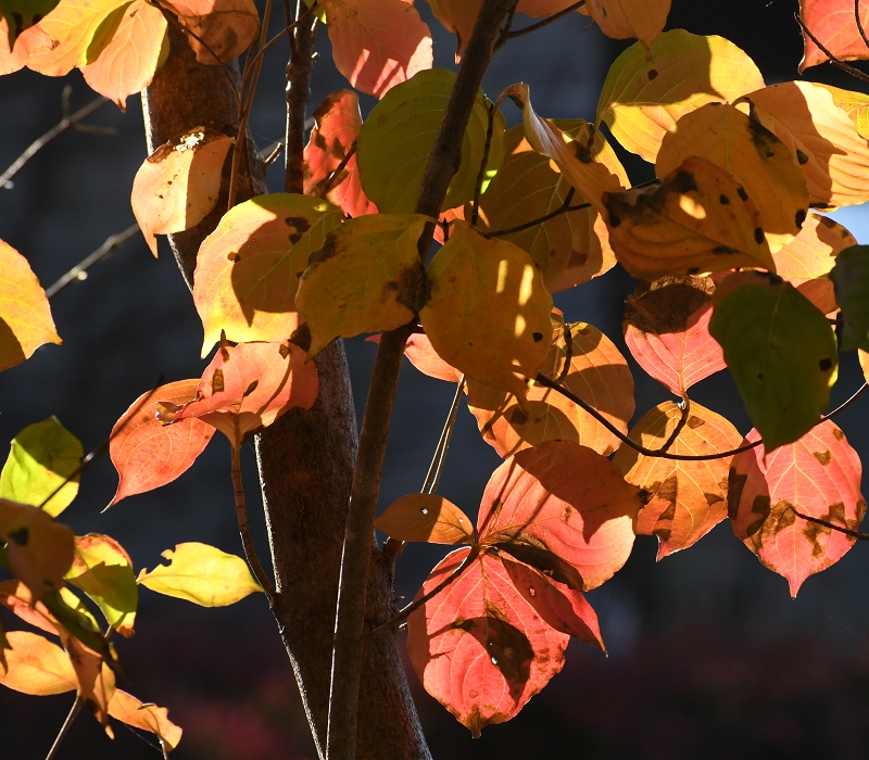 ヤマボウシの紅葉