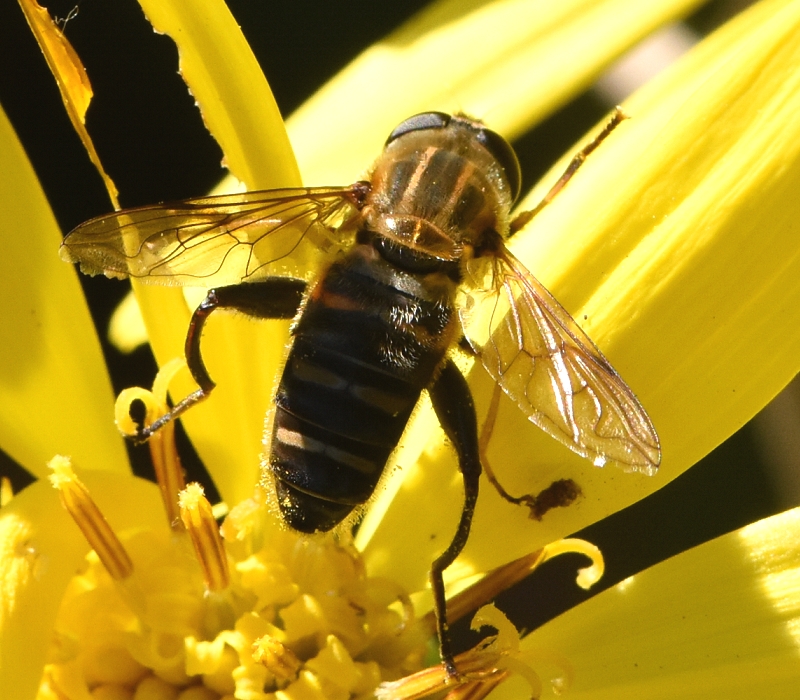 ツワブキの花に来たアシブトハナアブ