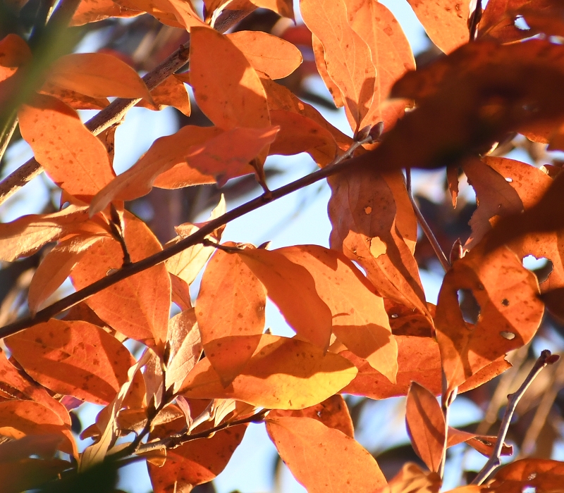 ヤマコウバシの紅葉
