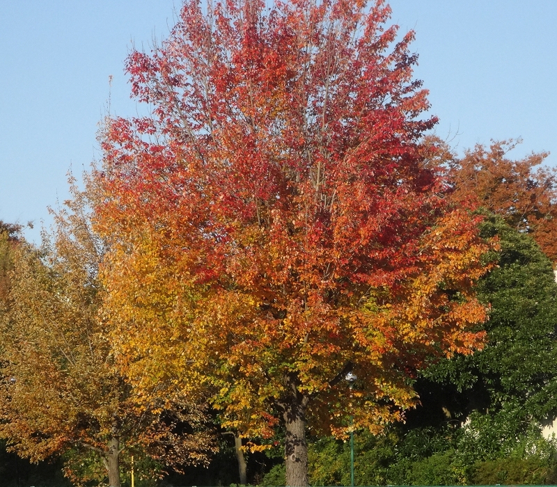 モミジバフウの紅葉