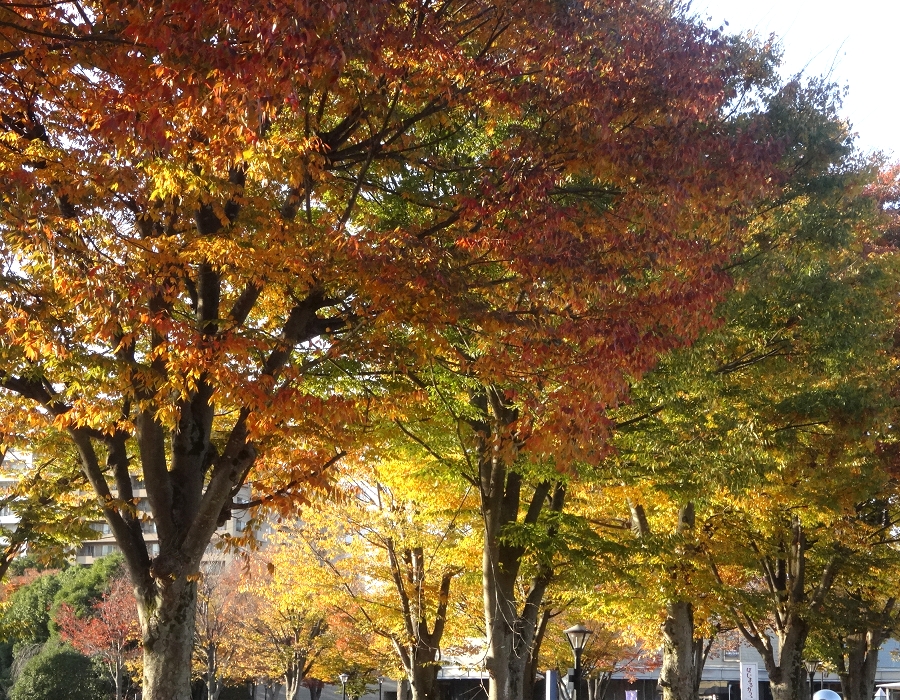 ケヤキの紅葉