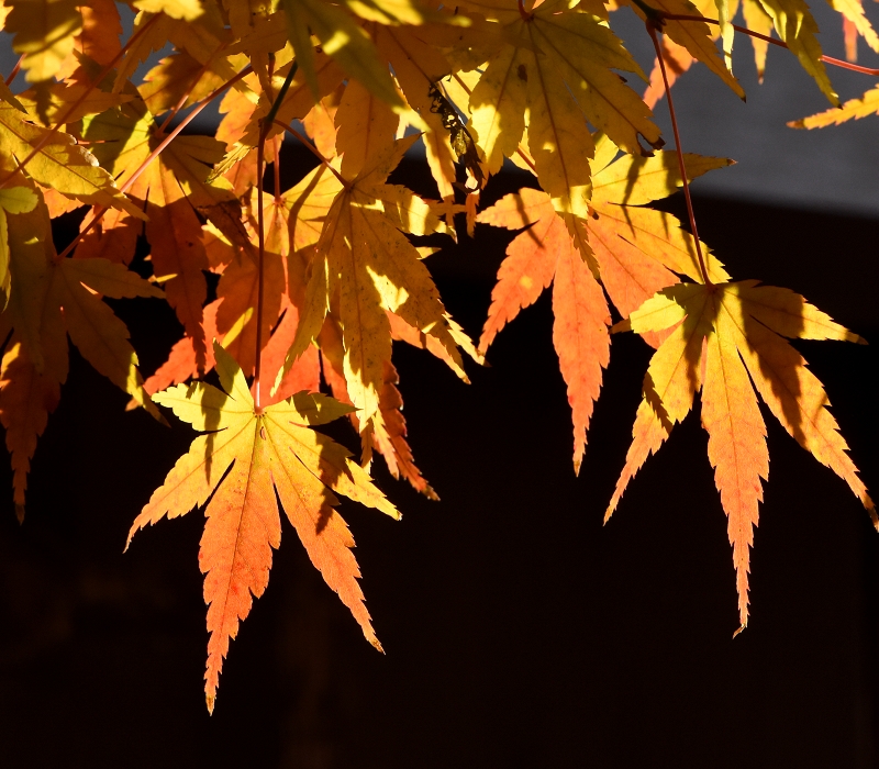 イロハモミジの紅葉