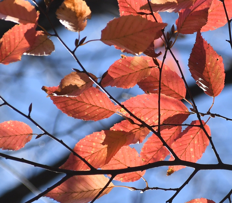 アカシデの紅葉