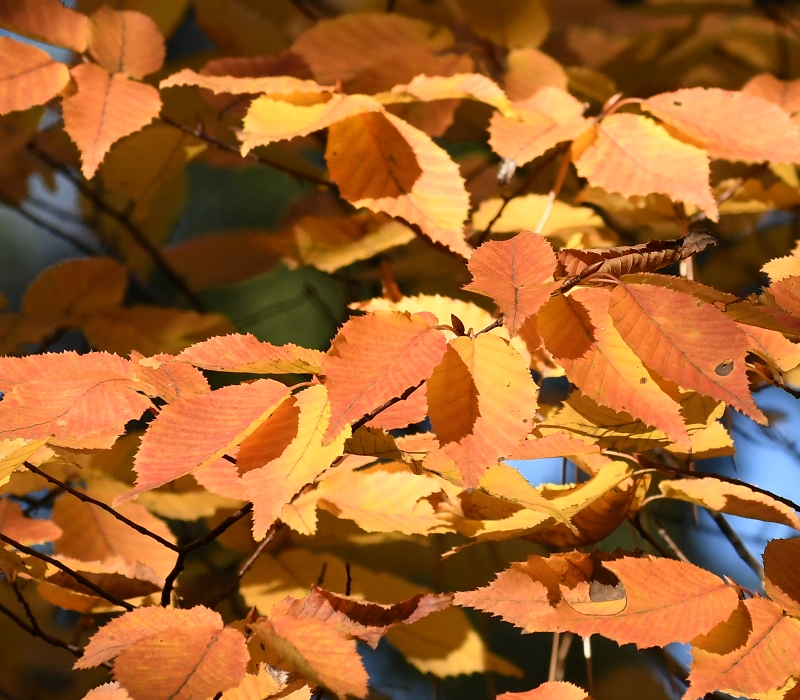アカシデの紅葉