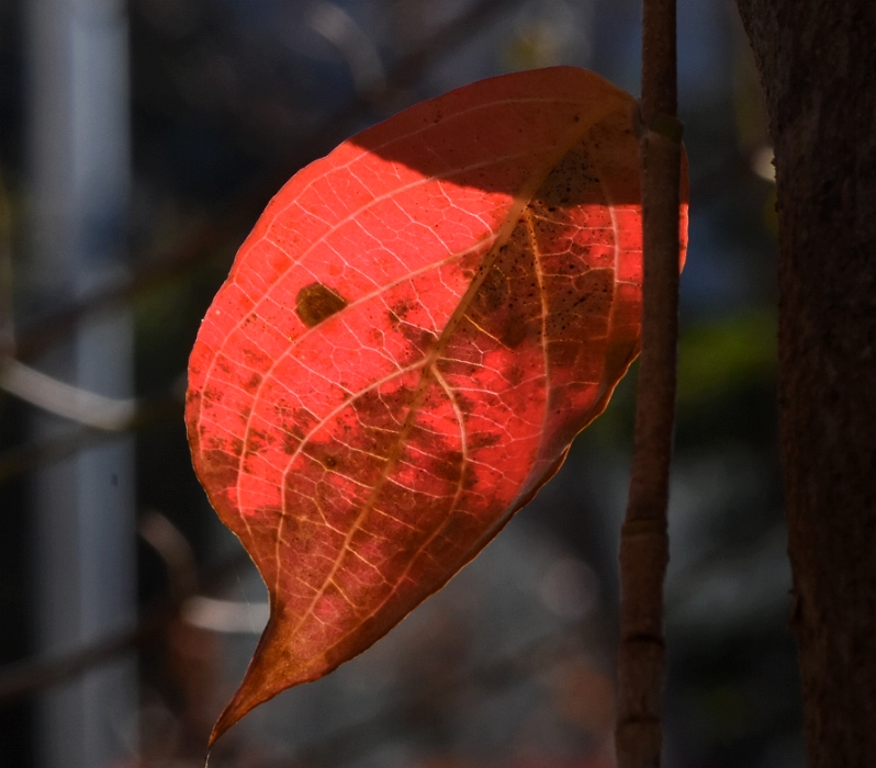 ヤマボウシの紅葉
