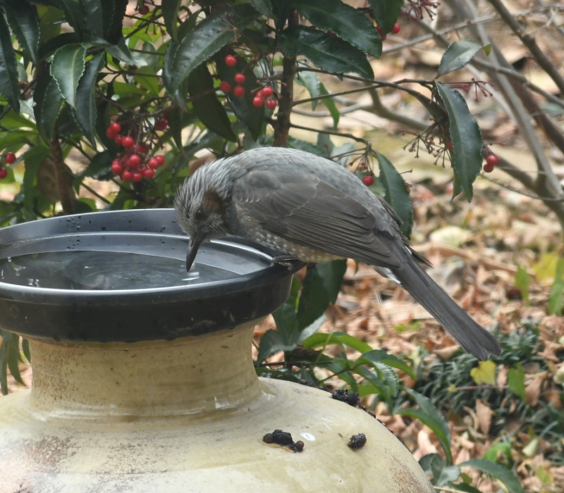 水を飲むヒヨドリ